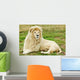 Male White Lion Wall Mural