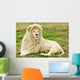 Male White Lion Wall Mural