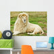 Male White Lion Wall Mural
