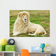 Male White Lion Wall Mural