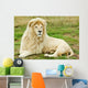 Male White Lion Wall Mural
