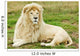 Male White Lion Wall Mural