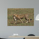 Cheetah Mit Beute Wall Mural