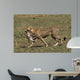 Cheetah Mit Beute Wall Mural