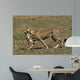 Cheetah Mit Beute Wall Mural