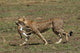 Cheetah Mit Beute Wall Mural