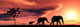 Family of Elephants Wall Mural