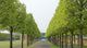 Allee Wall Decal