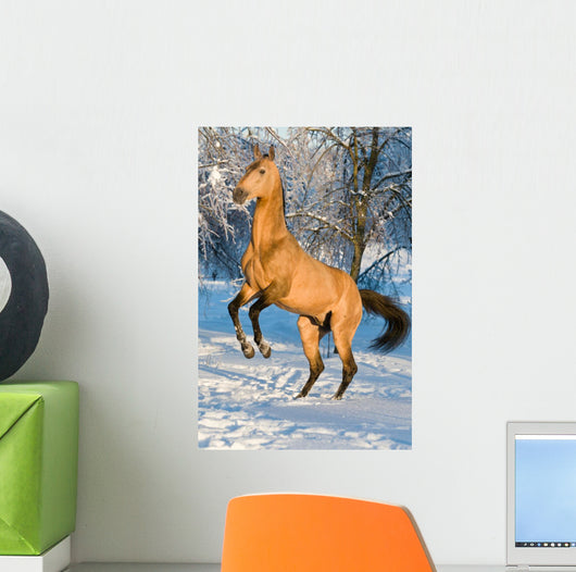 Golden Akhal-teke Horse Portrait