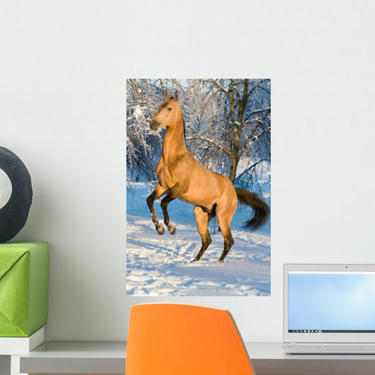 Golden Akhal-teke Horse Portrait