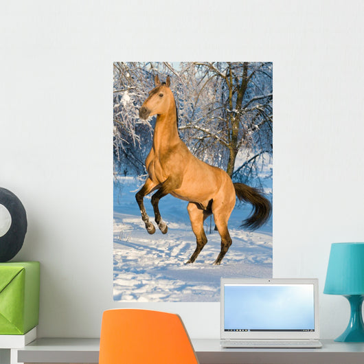 Golden Akhal-teke Horse Portrait