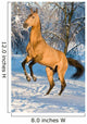 Golden Akhal-teke Horse Portrait
