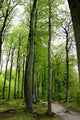 Forest 02 Wall Decal