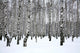 Winter Birch Grove