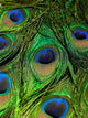 Peacock Feather New 3