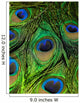 Peacock Feather New 3