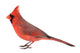 Northern Cardinal Wall Decal