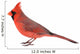 Northern Cardinal Wall Decal