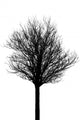 Tree Silhouette Wall Mural