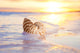 nautilus shell in the sea , sunrise Wall Mural
