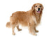 Golden Retriever Standing Wall Decal