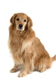 Sitting Golden Retriever Wall Decal