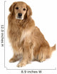 Sitting Golden Retriever Wall Decal