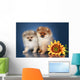 Spitz Puppies 5 Months Wall Mural