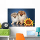 Spitz Puppies 5 Months Wall Mural