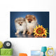 Spitz Puppies 5 Months Wall Mural