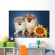 Spitz Puppies 5 Months Wall Mural