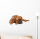 German Boxer Puppy 5