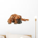 German Boxer Puppy 5
