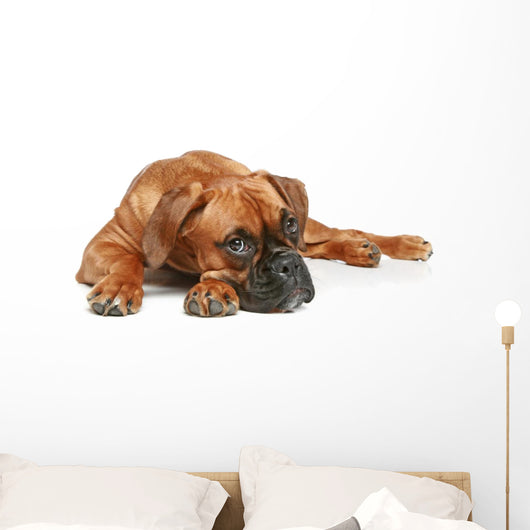 German Boxer Puppy 5
