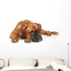 German Boxer Puppy 5