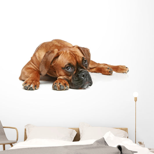 German Boxer Puppy 5