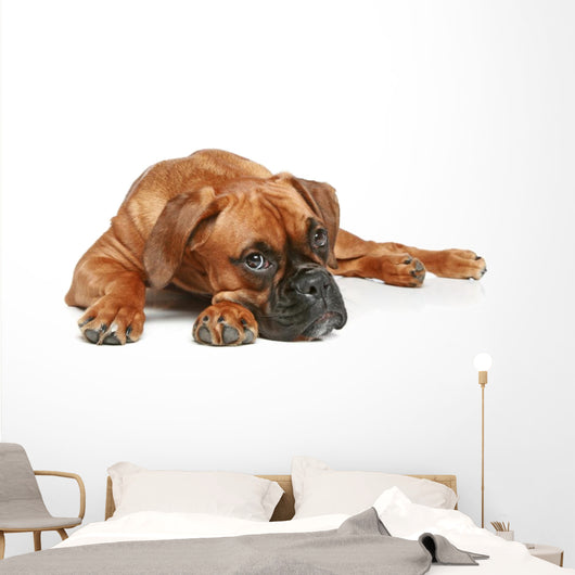 German Boxer Puppy 5