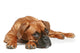 German Boxer Puppy 5