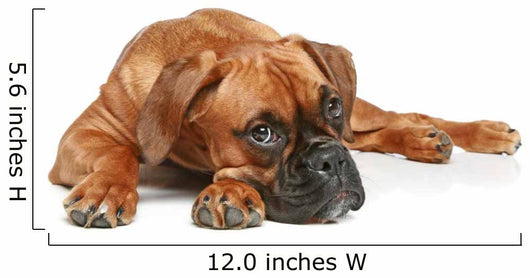 German Boxer Puppy 5