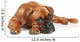 German Boxer Puppy 5