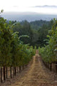 Vineyard Row Wall Decal