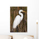 Snowy Egret