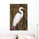 Snowy Egret