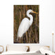 Snowy Egret