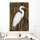 Snowy Egret