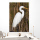 Snowy Egret