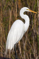 Snowy Egret