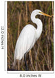 Snowy Egret