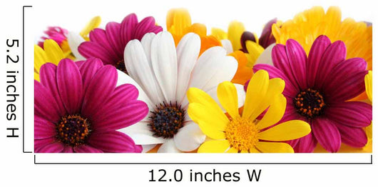 Spring Daisy Border