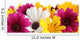 Spring Daisy Border
